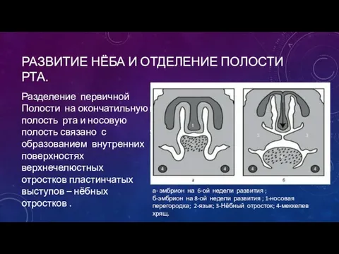 РАЗВИТИЕ НЁБА И ОТДЕЛЕНИЕ ПОЛОСТИ РТА. Разделение первичной Полости на