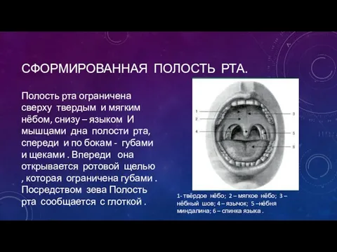 СФОРМИРОВАННАЯ ПОЛОСТЬ РТА. Полость рта ограничена сверху твердым и мягким