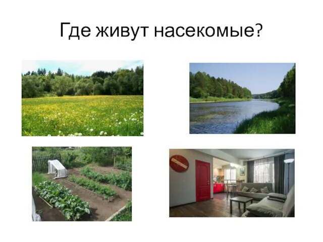 Где живут насекомые?