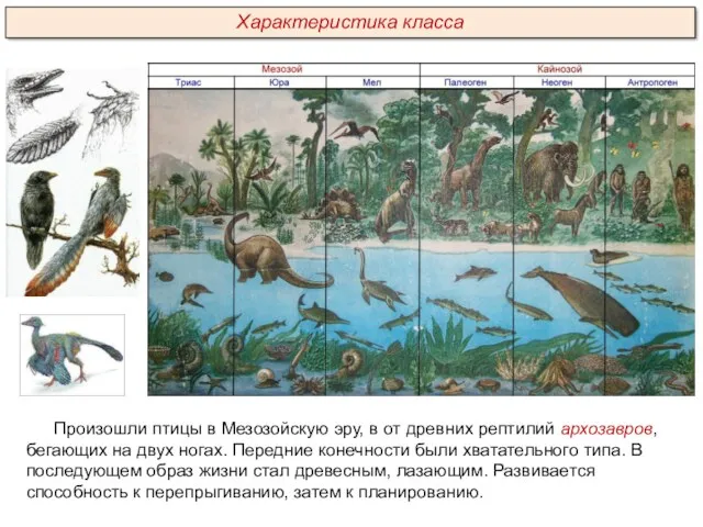 Произошли птицы в Мезозойскую эру, в от древних рептилий архозавров,