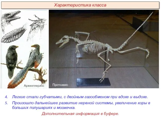 Легкие стали губчатыми, с двойным газообменом при вдохе и выдохе.