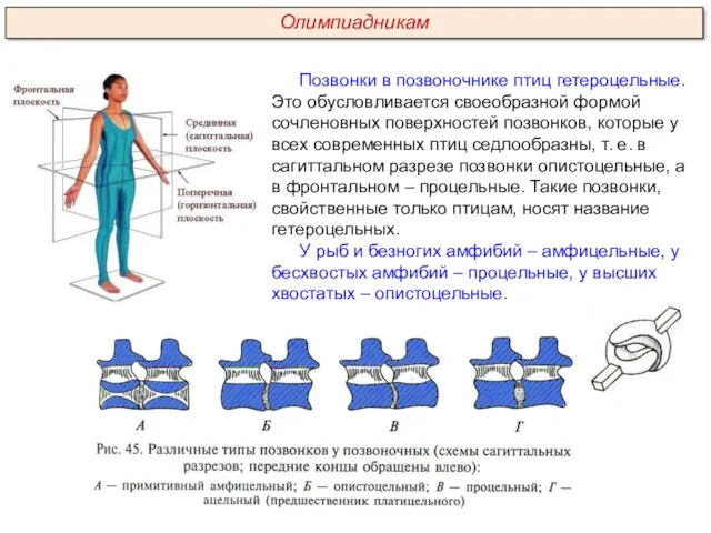 Позвонки в позвоночнике птиц гетероцельные. Это обусловливается своеобразной формой сочленовных