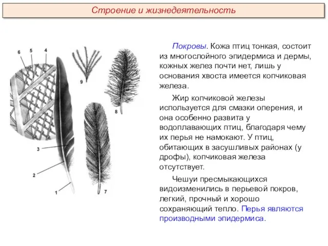 Покровы. Кожа птиц тонкая, состоит из многослойного эпидермиса и дермы,