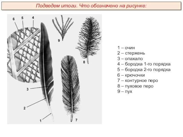 1 – очин 2 – стержень 3 – опахало 4