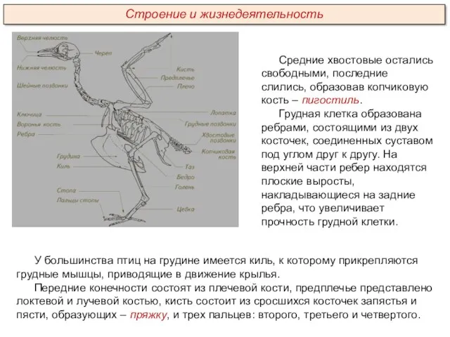 Средние хвостовые остались свободными, последние слились, образовав копчиковую кость –