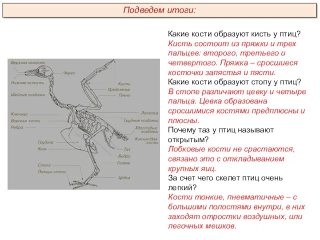 Какие кости образуют кисть у птиц? Кисть состоит из пряжки