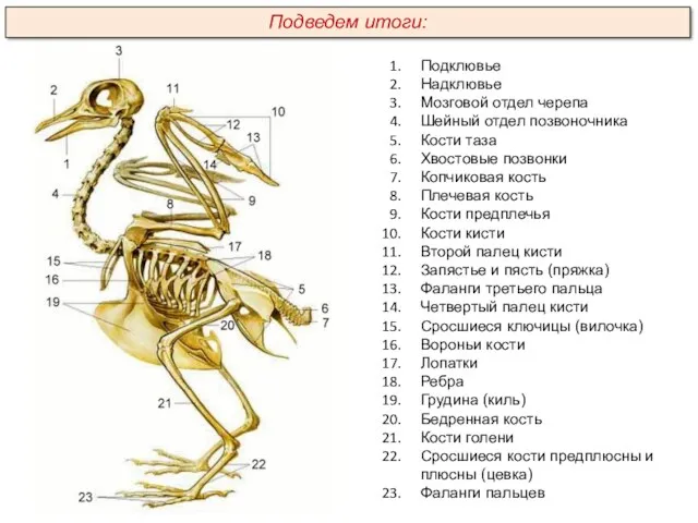 Подклювье Надклювье Мозговой отдел черепа Шейный отдел позвоночника Кости таза