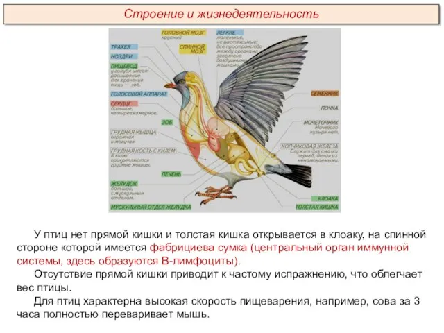 У птиц нет прямой кишки и толстая кишка открывается в