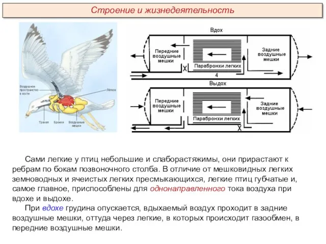 Сами легкие у птиц небольшие и слаборастяжимы, они прирастают к