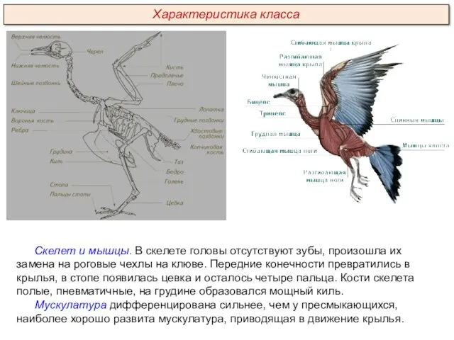 Скелет и мышцы. В скелете головы отсутствуют зубы, произошла их