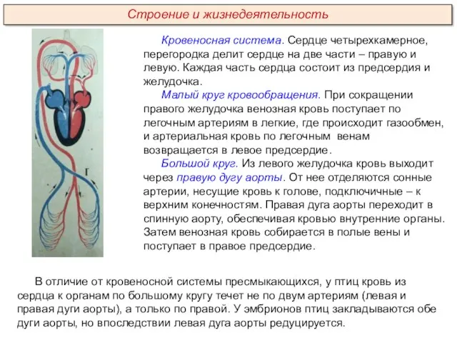 Кровеносная система. Сердце четырехкамерное, перегородка делит сердце на две части