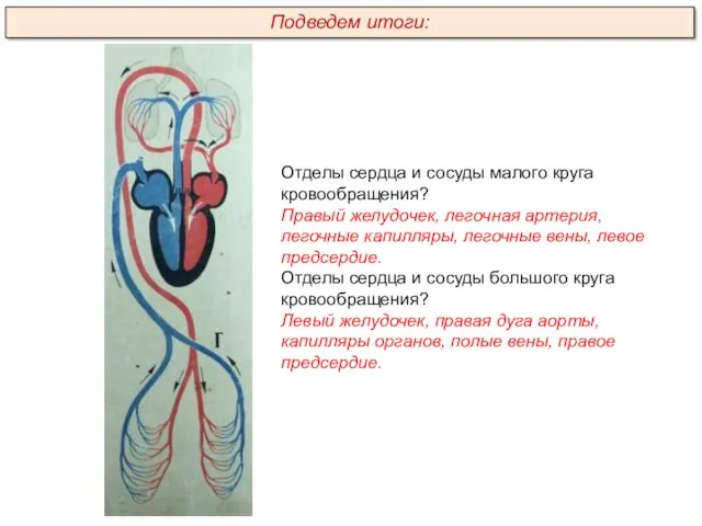 Отделы сердца и сосуды малого круга кровообращения? Правый желудочек, легочная