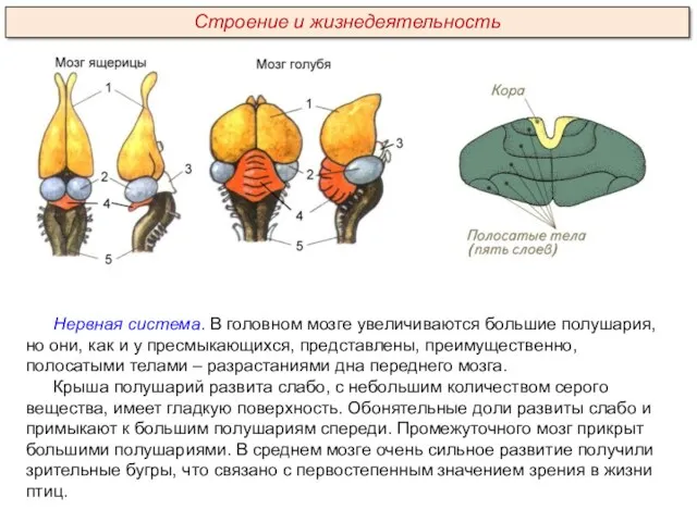 Нервная система. В головном мозге увеличиваются большие полушария, но они,