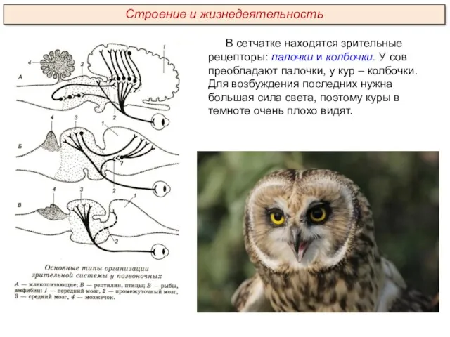 В сетчатке находятся зрительные рецепторы: палочки и колбочки. У сов
