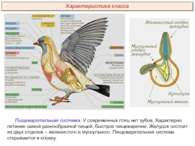 Пищеварительная система. У современных птиц нет зубов, Характерно питание самой