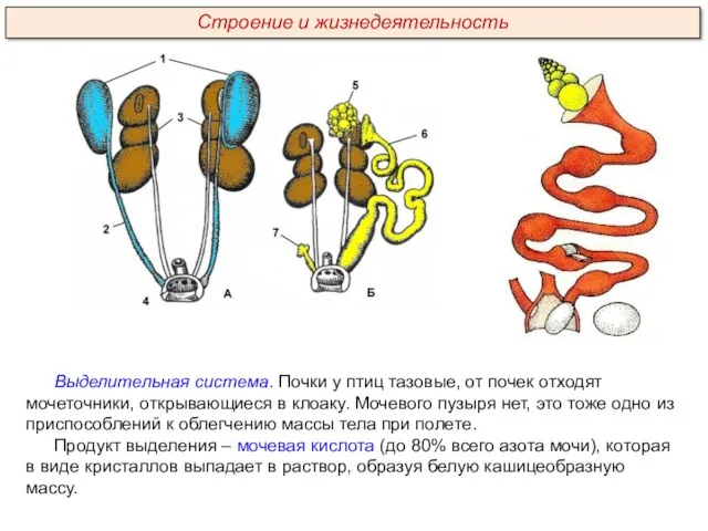 Выделительная система. Почки у птиц тазовые, от почек отходят мочеточники,