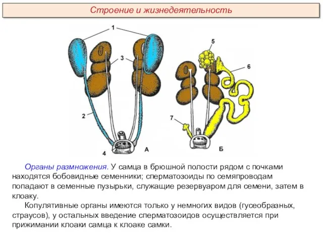 Органы размножения. У самца в брюшной полости рядом с почками