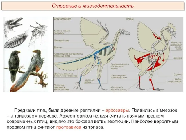 Предками птиц были древние рептилии – архозавры. Появились в мезозое