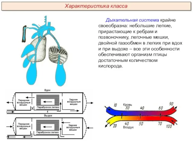 Дыхательная система крайне своеобразна: небольшие легкие, прирастающие к ребрам и