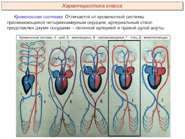 Кровеносная система. Отличается от кровеносной системы пресмыкающихся четырехкамерным сердцем; артериальный