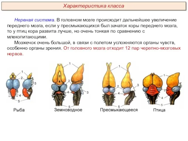 Нервная система. В головном мозге происходит дальнейшее увеличение переднего мозга,