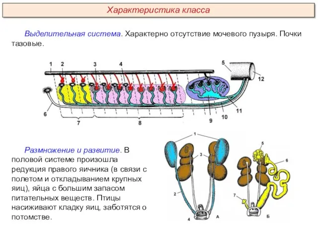 Выделительная система. Характерно отсутствие мочевого пузыря. Почки тазовые. Размножение и