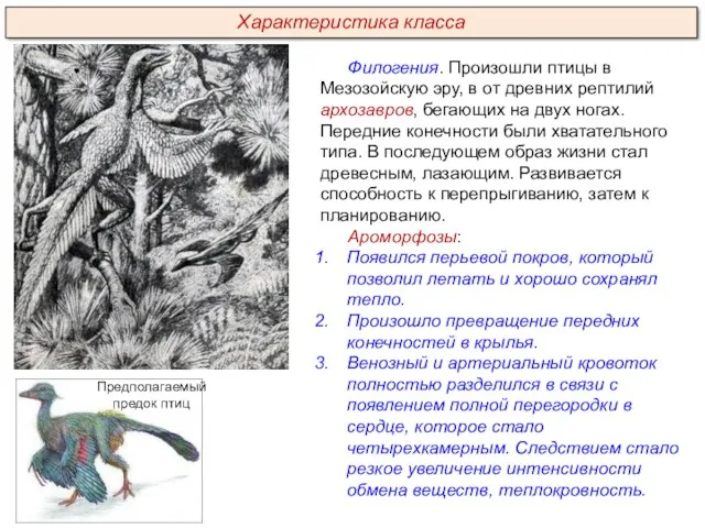 Филогения. Произошли птицы в Мезозойскую эру, в от древних рептилий