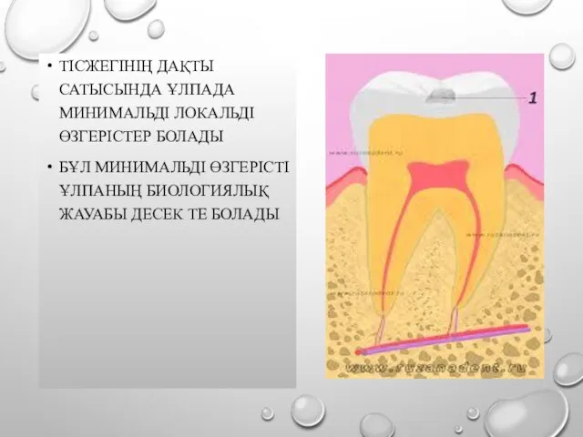 ТІСЖЕГІНІҢ ДАҚТЫ САТЫСЫНДА ҰЛПАДА МИНИМАЛЬДІ ЛОКАЛЬДІ ӨЗГЕРІСТЕР БОЛАДЫ БҰЛ МИНИМАЛЬДІ ӨЗГЕРІСТІ ҰЛПАНЫҢ БИОЛОГИЯЛЫҚ