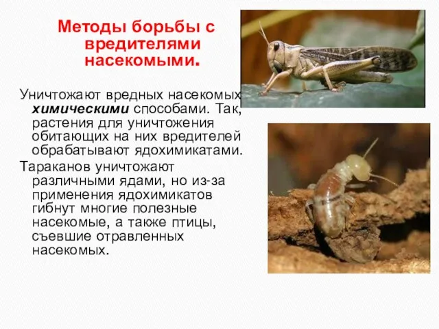 Методы борьбы с вредителями насекомыми. Уничтожают вредных насекомых химическими способами.