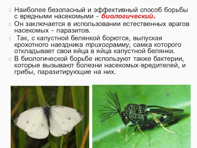 Наиболее безопасный и эффективный способ борьбы с вредными насекомыми – биологический. Он заключается