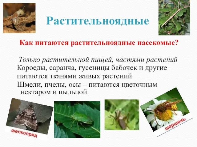 Растительноядные 9 Как питаются растительноядные насекомые? Только растительной пищей, частями растений Короеды, саранча,