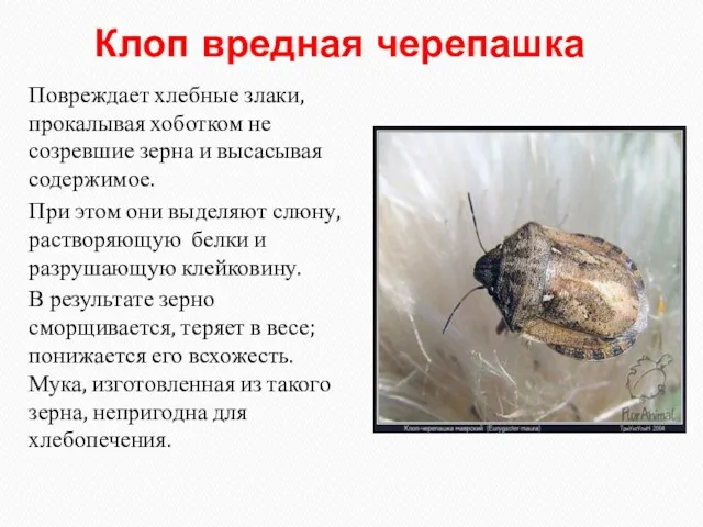 Клоп вредная черепашка Повреждает хлебные злаки, прокалывая хоботком не созревшие зерна и высасывая