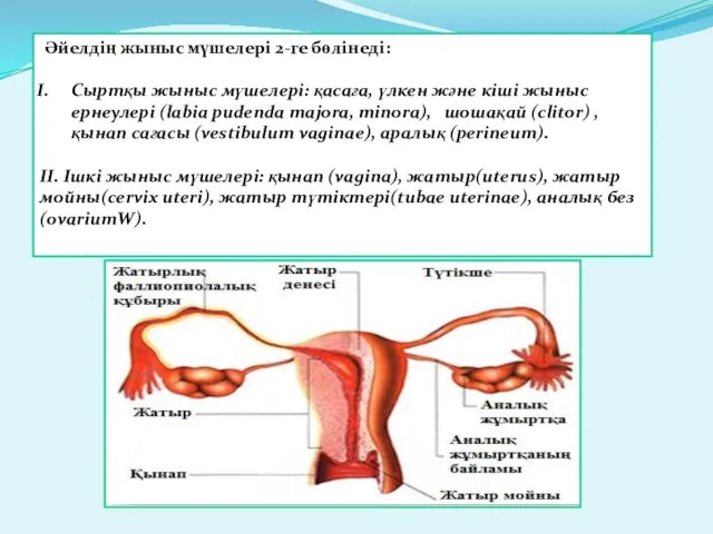 Әйелдің жыныс мүшелері 2-ге бөлінеді: Сыртқы жыныс мүшелері: қасаға, үлкен