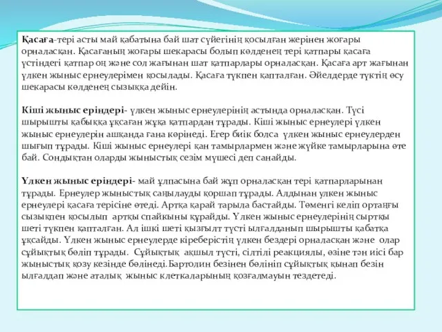 Қасаға-тері асты май қабатына бай шат сүйегінің қосылған жерінен жоғары