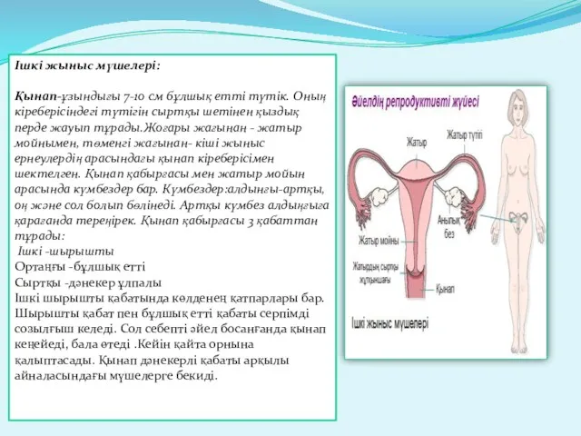 Ішкі жыныс мүшелері: Қынап-ұзындығы 7-10 см бұлшық етті түтік. Оның