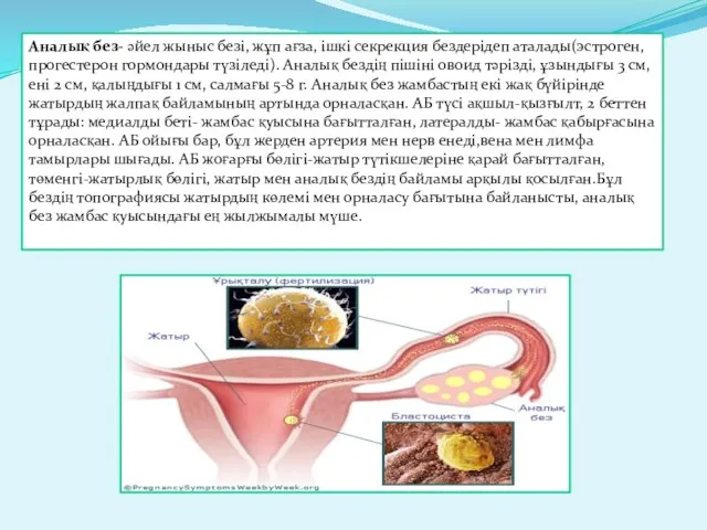 Аналық без- әйел жыныс безі, жұп ағза, ішкі секрекция бездерідеп