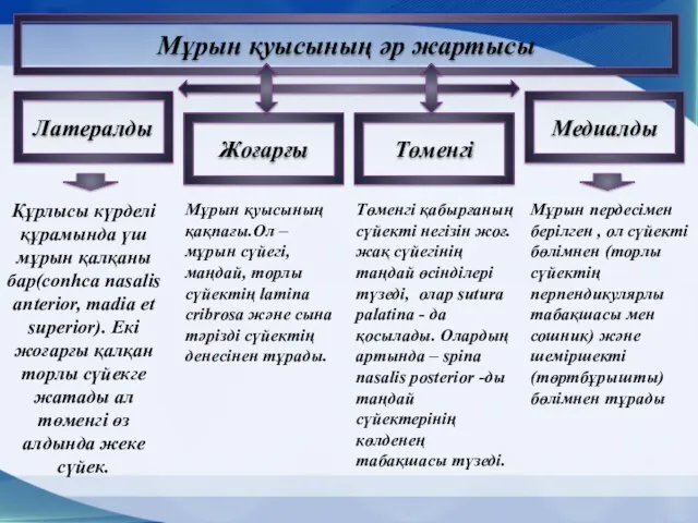 Мұрын қуысының әр жартысы Латералды Жоғарғы Төменгі Медиалды Құрлысы күрделі