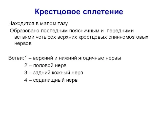 Крестцовое сплетение Находится в малом тазу Образовано последним поясничным и