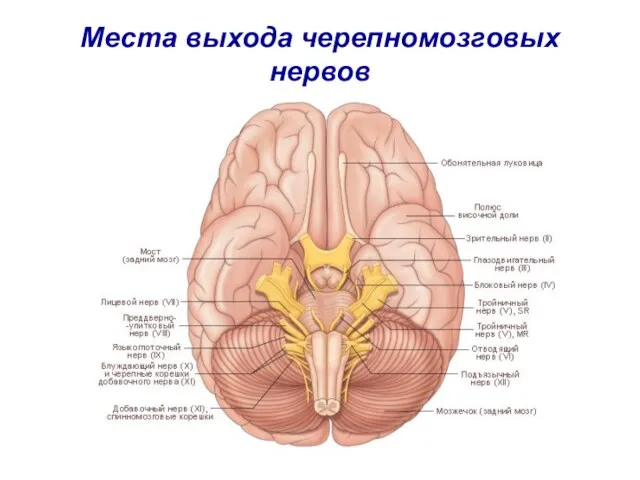 Места выхода черепномозговых нервов