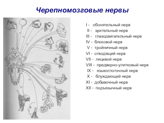 Черепномозговые нервы I - обонятельный нерв II - зрительный нерв