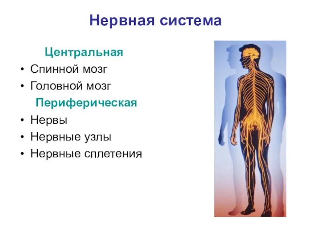 Нервная система Центральная Спинной мозг Головной мозг Периферическая Нервы Нервные узлы Нервные сплетения