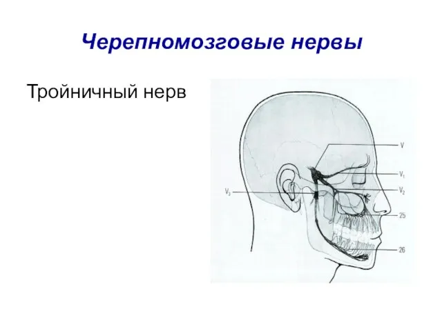 Черепномозговые нервы Тройничный нерв