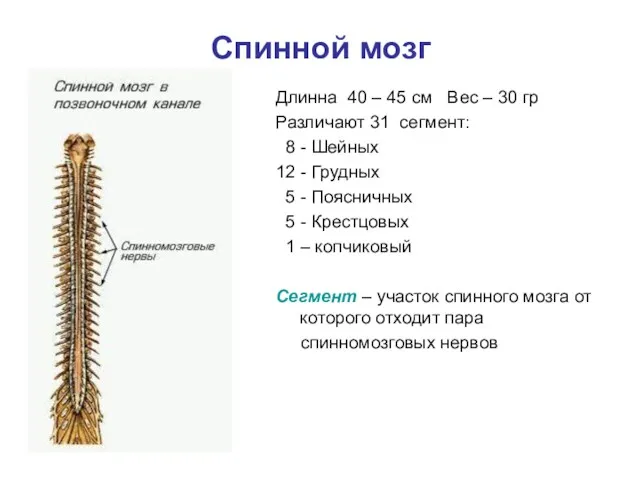 Спинной мозг Длинна 40 – 45 см Вес – 30