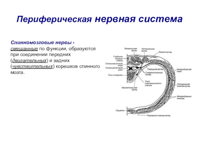 Периферическая нервная система Спинномозговые нервы - смешанные по функции, образуются