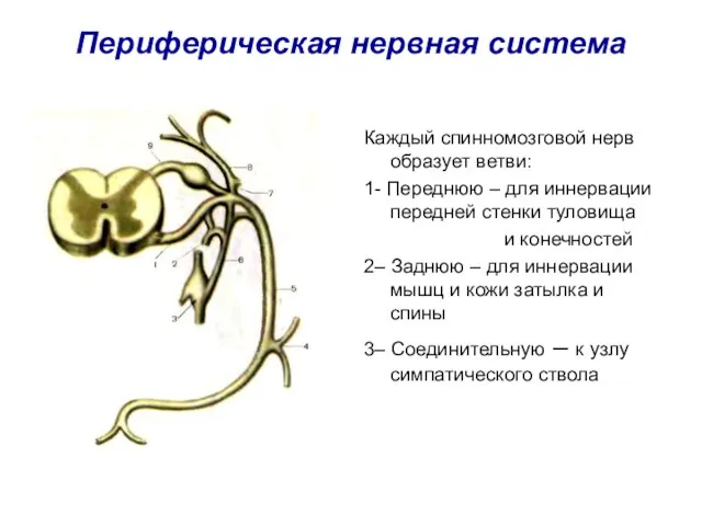 Периферическая нервная система Каждый спинномозговой нерв образует ветви: 1- Переднюю