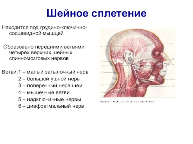 Шейное сплетение Находится под грудино-ключично-сосцевидной мышцей Образовано передними ветвями четырёх