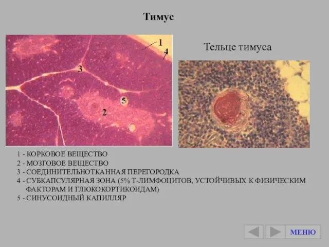 1 - КОРКОВОЕ ВЕЩЕСТВО 2 - МОЗГОВОЕ ВЕЩЕСТВО 3 -