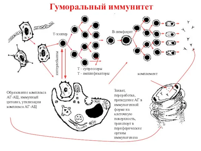 Образование комплекса АГ-АЦ, иммунный цитолиз, утилизация комплекса АГ-АЦ Т-хэлпер В-лимфоцит интерлейкины Гуморальный иммунитет