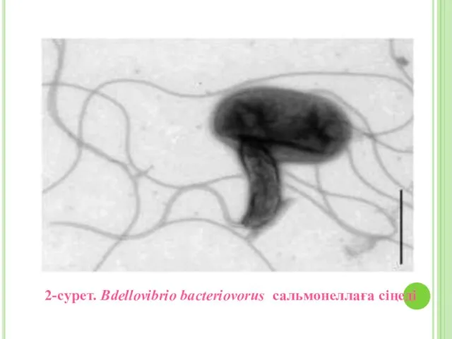 2-сурет. Bdellovibrio bacteriovorus сальмонеллаға сіңеді