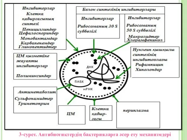 3-сурет. Антибиотиктердің бактерияларға әсер ету механизмдері